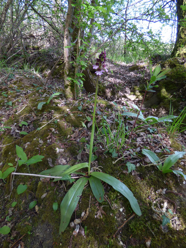 Orchis purpurea